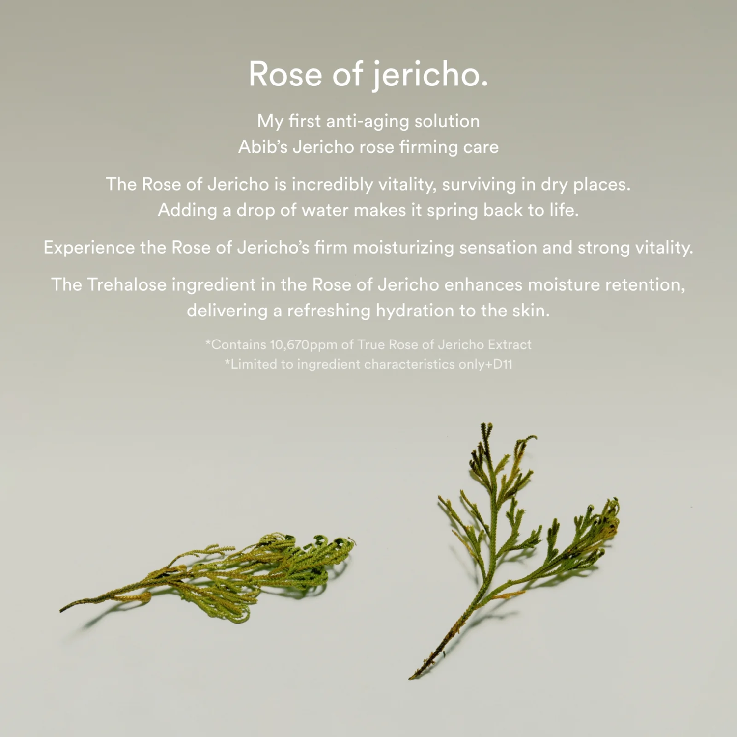 Abib Jericho Rose Collagen Pad Firming Touch