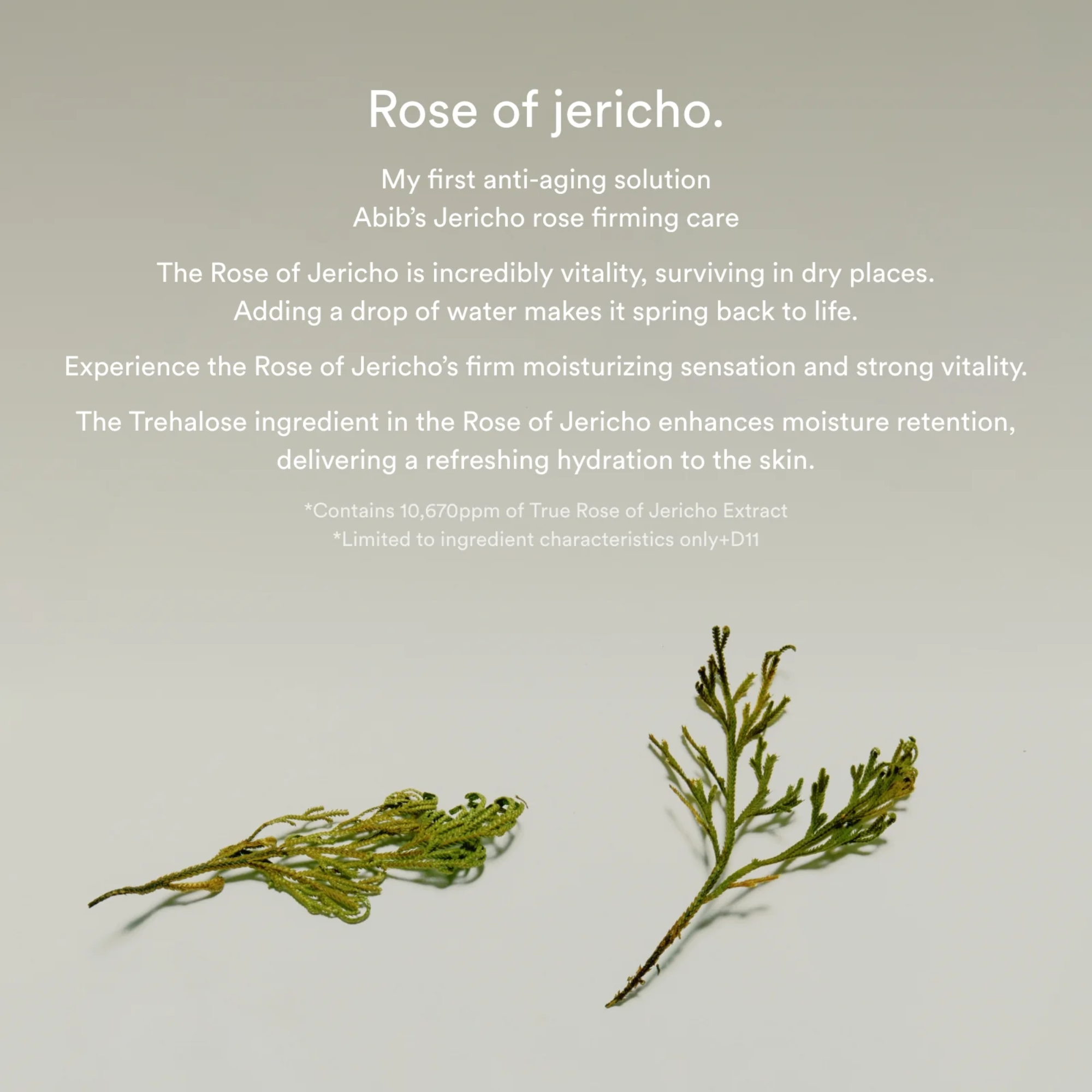 Abib Jericho Rose Collagen Pad Firming Touch